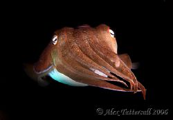 Cuttlefish freeswimming in the Philippine Sea... Malapasc... by Alex Tattersall 